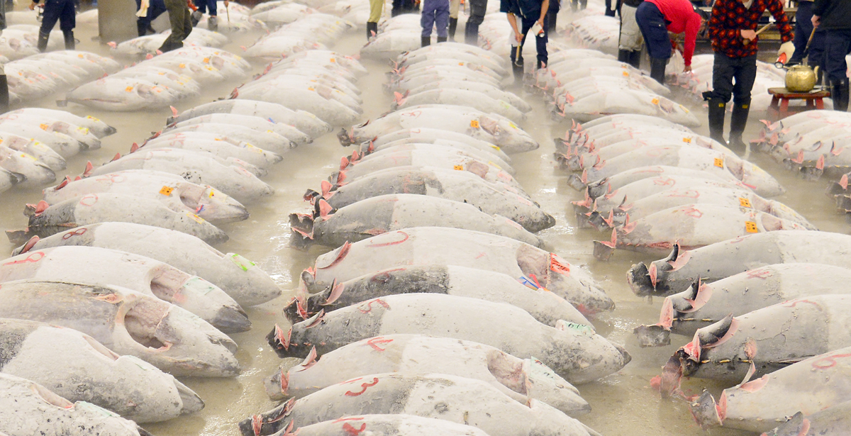 マグロ問屋 豊洲高洋　最高品質のマグロを探す